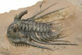 Kettneraspis Trilobite With Long Occipital & Reedops #276399-2